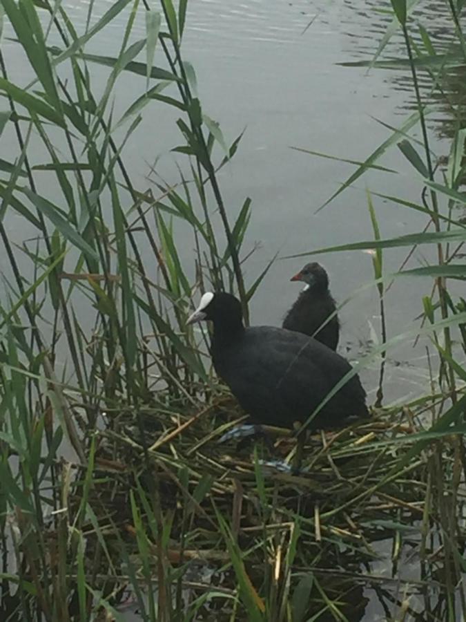 Logies De Meerkoet Brugge Bagian luar foto